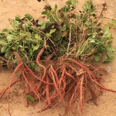 精品 山东丹参 较好的航天丹参销售厂家 寿光凯瑞丹参加工厂