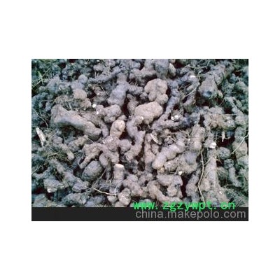 现有大量猪苓出售，欢迎选购