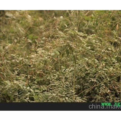 寿光丹参种苗的最大供应商寿光市凯瑞有机蔬菜基地