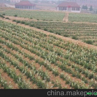 航天丹参种苗/价格/厂家 优选 寿光市凯瑞有机蔬菜基地