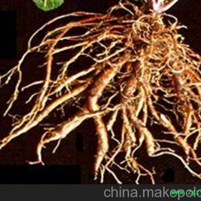 丹参种苗供应商 丹参种苗批发 优质丹参种苗 优选 寿光市凯瑞