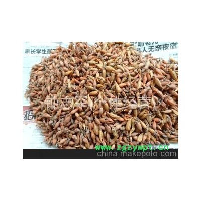 大量供应-- 天麻蒴果 天麻蒴果种子 宜昌天麻蒴果 产地直销