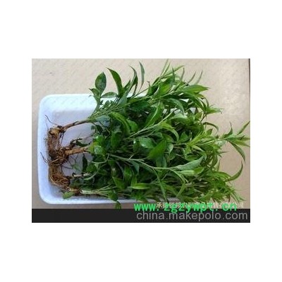 产区供应白术种子种苗 90%种子发芽率