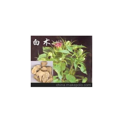 优质中草药 白术