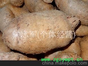 大量供应-- 宜昌鲜天麻 优质天麻 鲜天麻批发 鲜天麻 产地直销