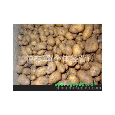 大量供应-- 宜昌天麻 鲜天麻 保鲜天麻 天麻批发 保质保量