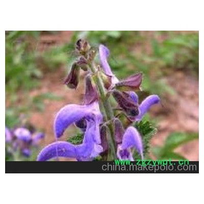 太空丹参种苗，丹参种苗价格，药用丹参种苗 凯润