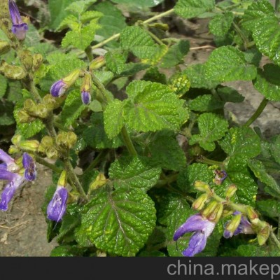 航天丹参价格 药用丹参批发 可食用丹参 寿光凯瑞蔬菜