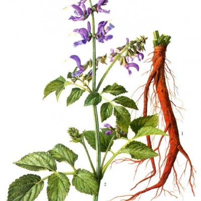 丹参种苗 丹参苗供应商 优质丹参种苗 寿光凯瑞丹参种苗