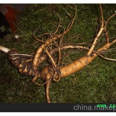 本溪林下参批发_本溪林下参价格 长寿不老参