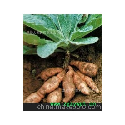 河南温县怀地黄大量批发（可就地块买卖）