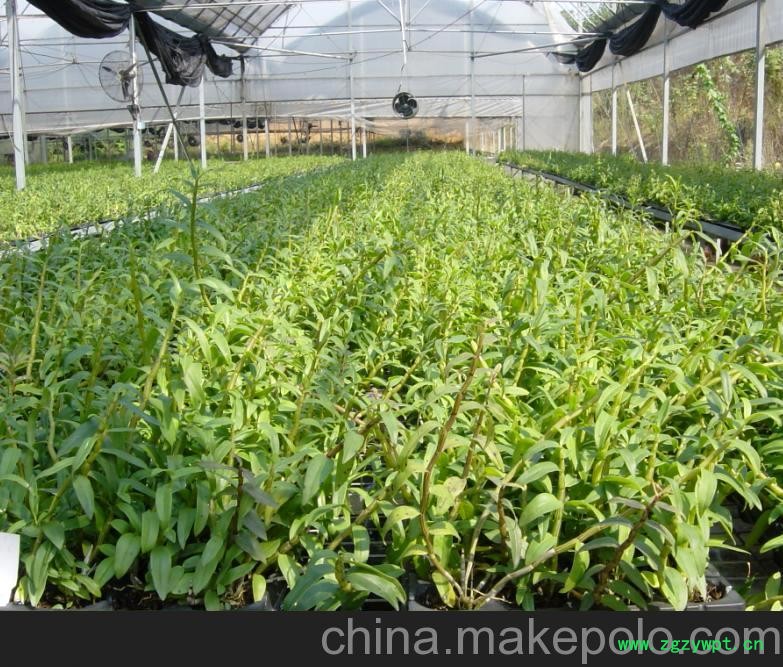 供应丰润莱  铁皮石斛 供应丰润莱  铁皮石斛