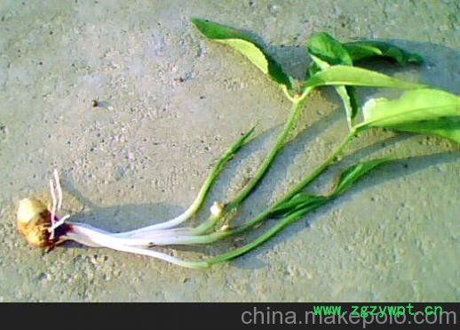 供应旱半夏种苗