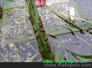 水蛭种苗,水蛭卵茧幼苗,技术支持请现场考察。 水蛭种苗,水蛭卵茧幼苗,技术支持请现场考察。