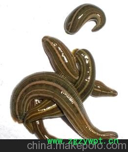 蚂蝗价格水蛭价格