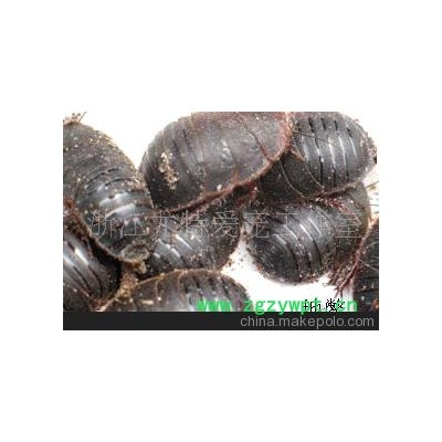 地鳖虫、土鳖、土元、地乌龟、节节