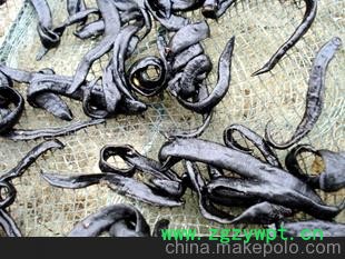 水蛭报价蚂蝗报价