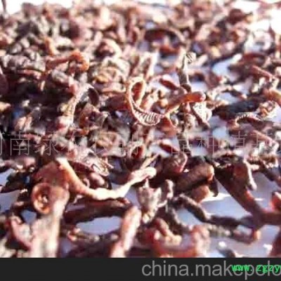 大量低价供应蚯蚓干