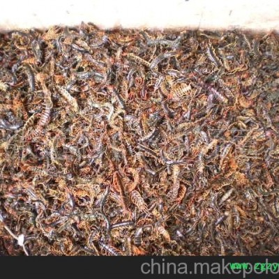 蜈蚣皮 百足虫皮 晒干蜈蚣皮