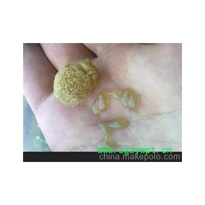 长期供应大量晒干马鞭水蛭