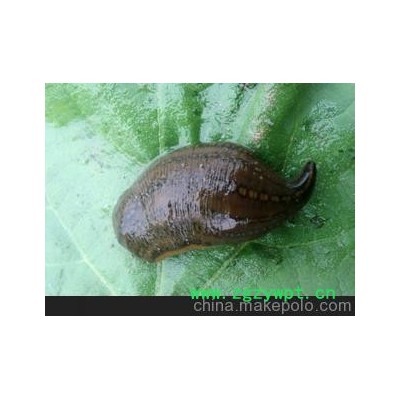 大量清水铁丝吊干优质水蛭