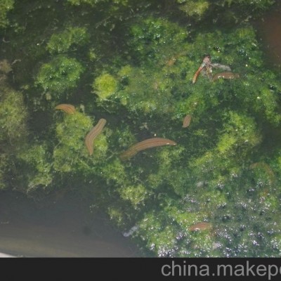 水蛭 蚂蝗（鲜货）