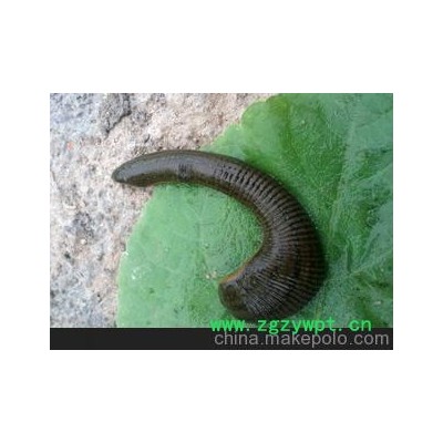 大量各种规格干湿水蛭