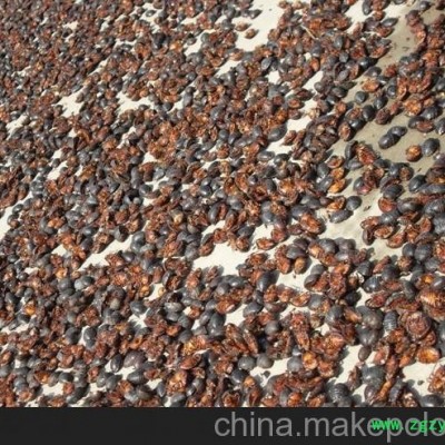 洞头平阳苍南文成泰顺嘉兴海宁土元养殖