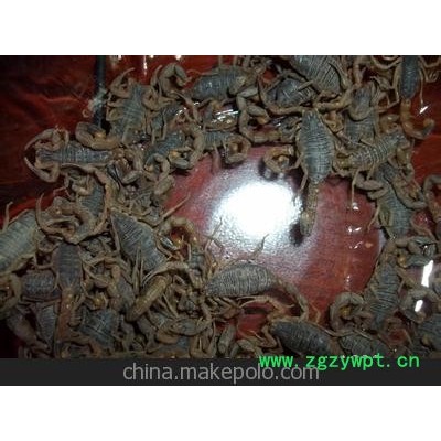 优质蝎子种苗 蝎子养殖 种蝎批发供应