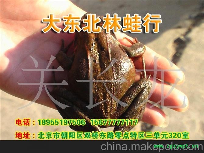 鲜活林蛙 鲜活东北林蛙 鲜活中国林蛙 鲜活林蛙 鲜活东北林蛙 鲜活中国林蛙