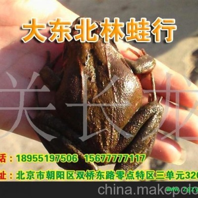 鲜活林蛙 鲜活东北林蛙 鲜活中国林蛙