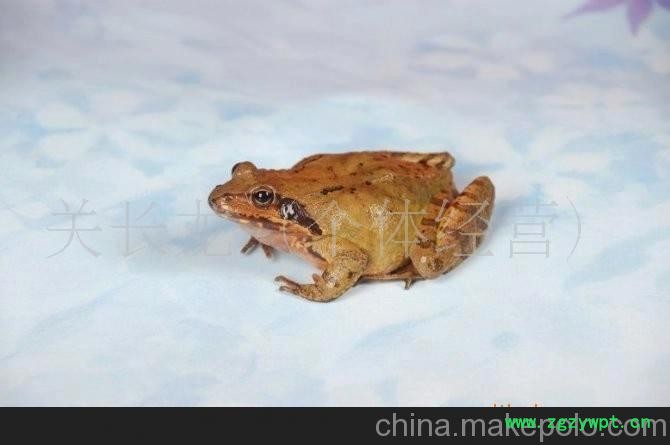 林蛙 雪蛤 哈什蚂 东北林蛙 林蛙 雪蛤 哈什蚂 东北林蛙