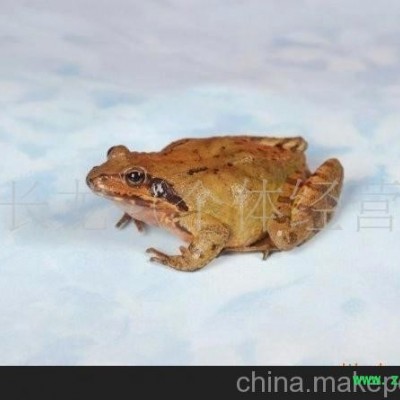 林蛙 雪蛤 哈什蚂 东北林蛙