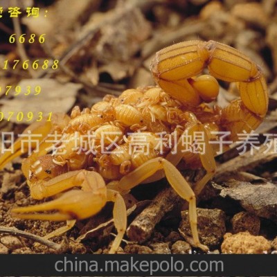 全国最高价收购山西蝎子，送100公斤+1000元亏本广交天下朋友