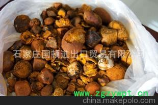 牛黄——产地新西兰