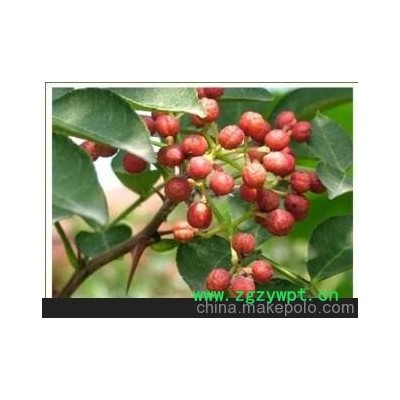 2米花椒苗 当年花椒树苗价格