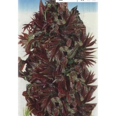 绿色食品 香椿芽 环保食品 香椿芽 健康食品 香椿芽