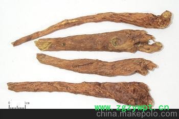 供应新森林黄芩