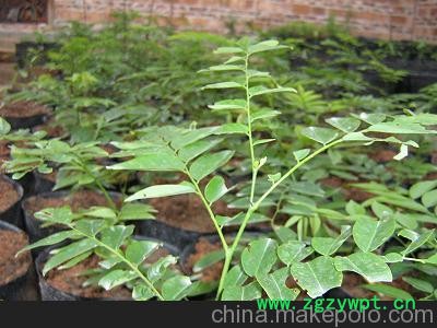 安阳黄连药苗专业销售 请到豫北果树苗基地