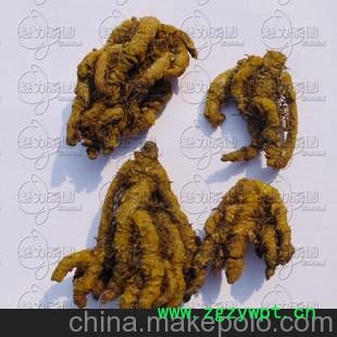 批发供应 中药材粉 黄连 川黄连 清热燥湿 黄连