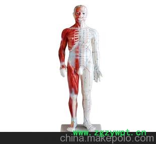 供应60CM男性针灸模型（带肌肉解剖）