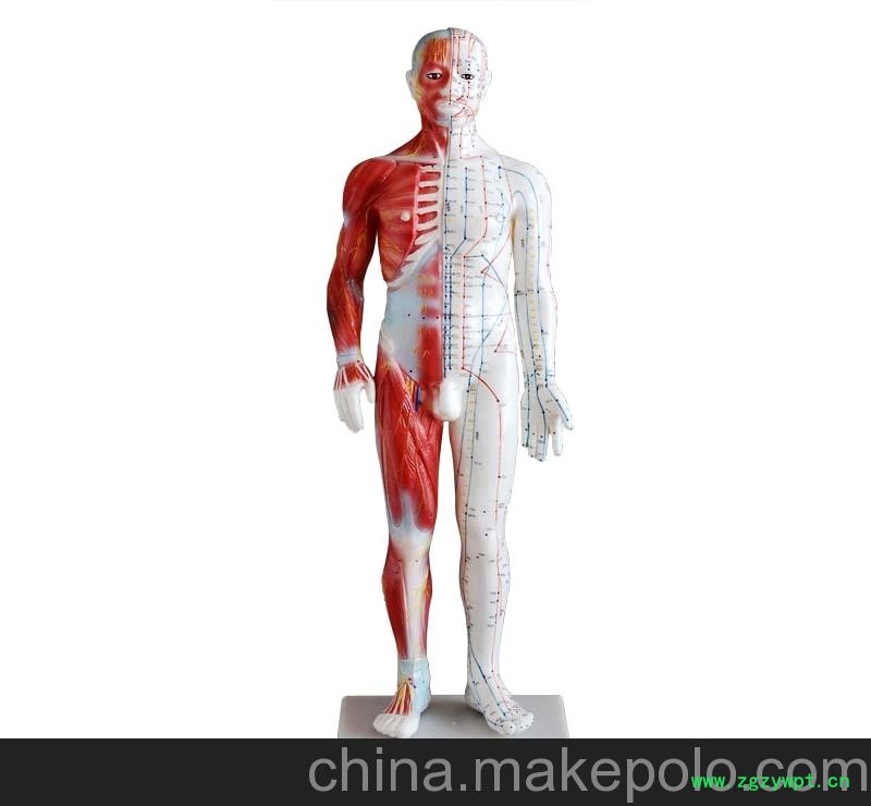 人体针灸模型178CM 人体穴位经络模型自然大