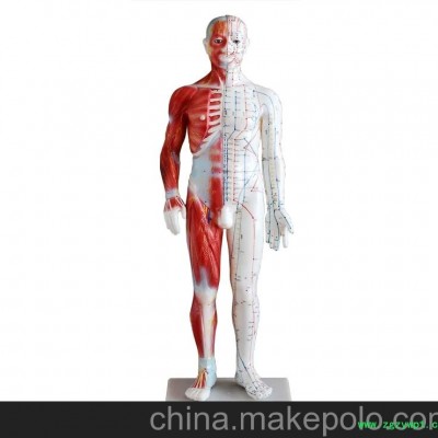 人体针灸模型178CM 人体穴位经络模型自然大