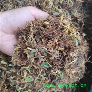 广西壮乡中草药 野生 生晒 无硫 无杆 金银花 花香浓郁 产地 广西柳州融水苗族自治县