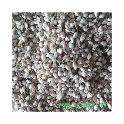 茉莉花 统 产地 广西壮族自治区