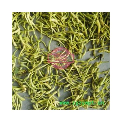 金银花 金银花青花精选货 产地 河南省