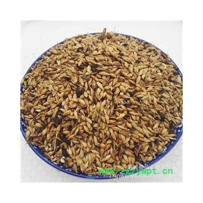 麦芽 炒麦芽通货 产地 山东省菏泽市