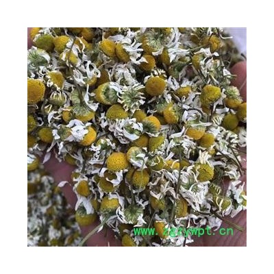 圣草康园新货 洋甘菊 155元/公斤 实体店有售