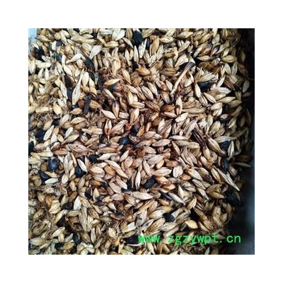 新到清炒麦芽，发芽率一般价格便宜发货前过筛干净无杂质