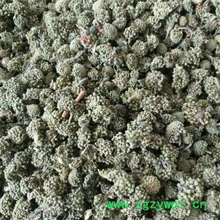 三七花 两年生三七花无柄小选货 产地 云南省